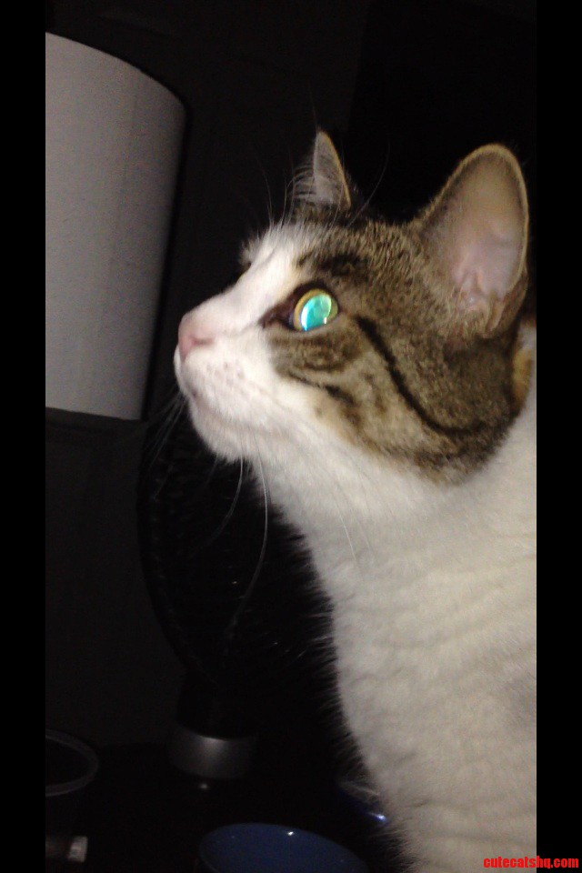 That Cat Eyes