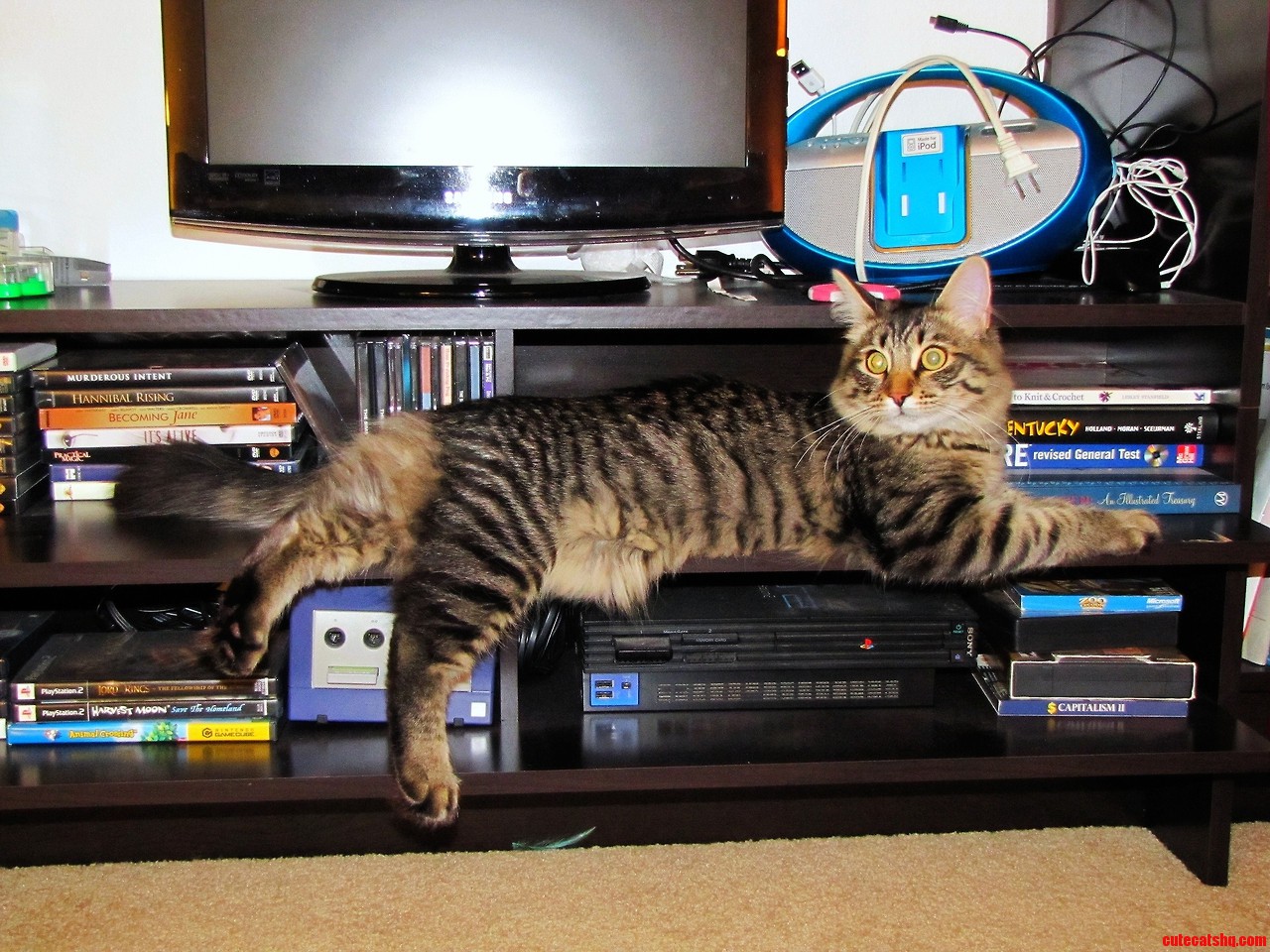 That Looks Like an Extremely Uncomfortable Position  Cat.