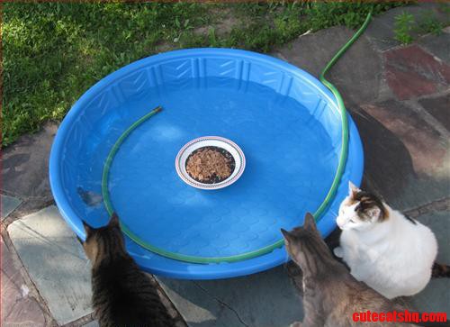 The Cats Were Not Amused.