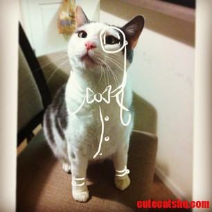 The Gentleman Cat