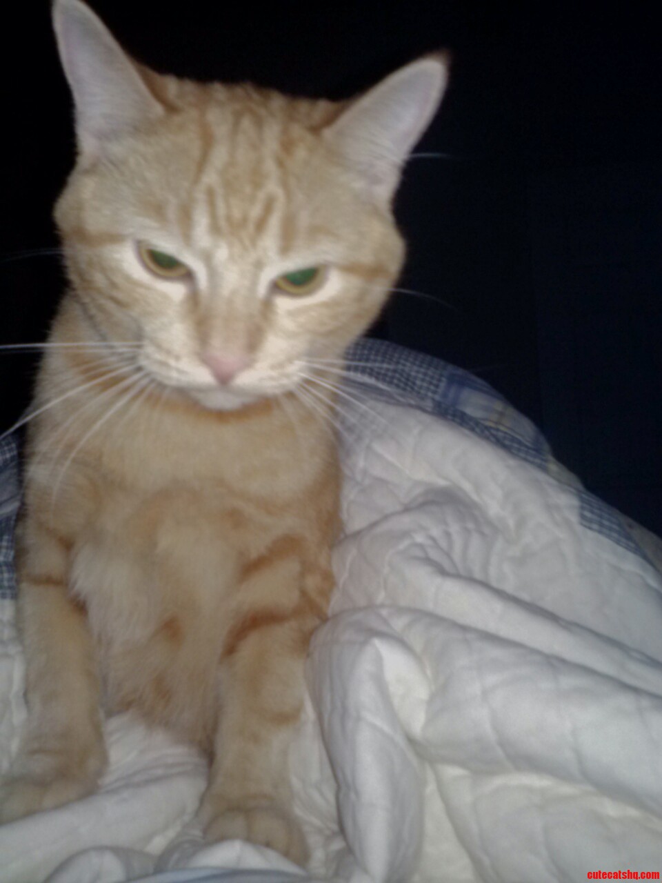 The New Grumpy Cat