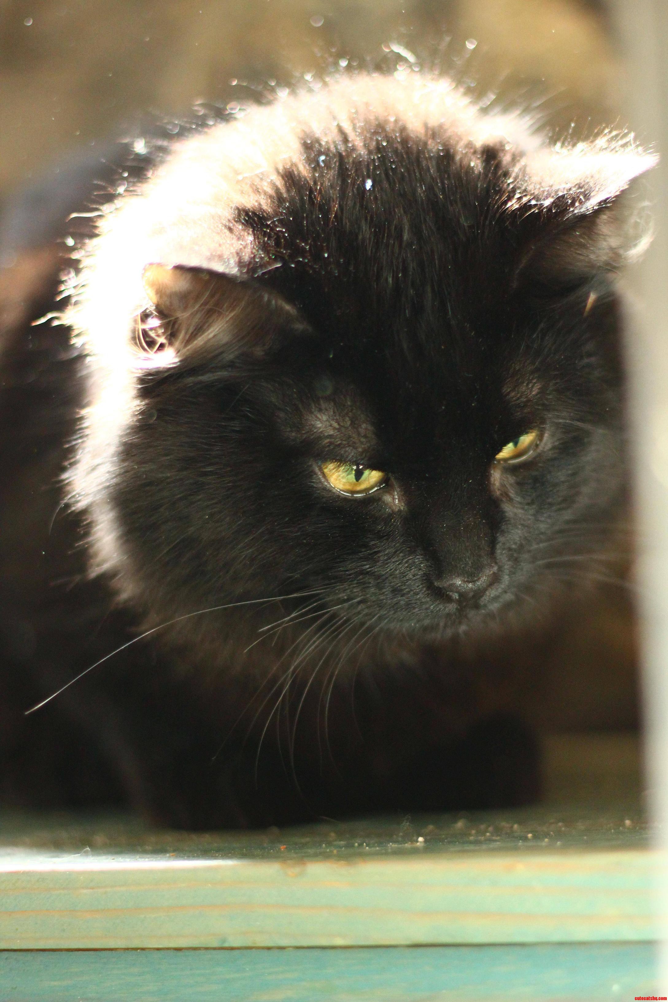 The Watcher