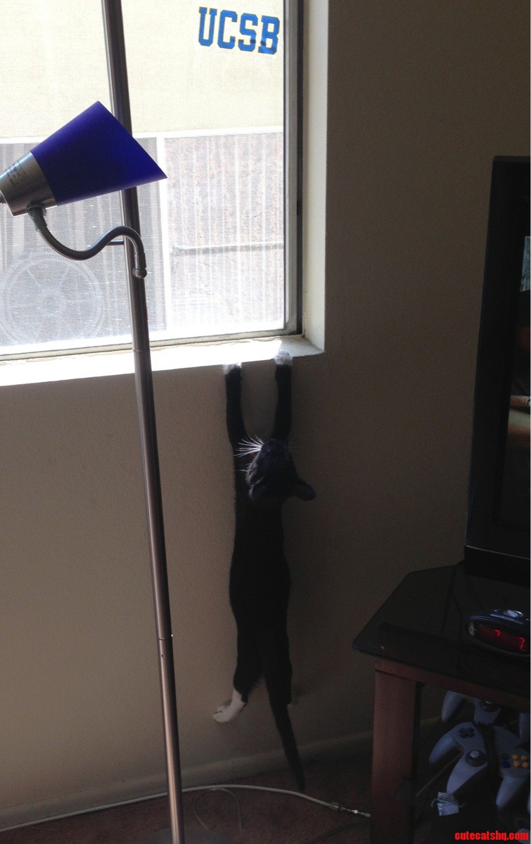 The Little Kitty That Could.