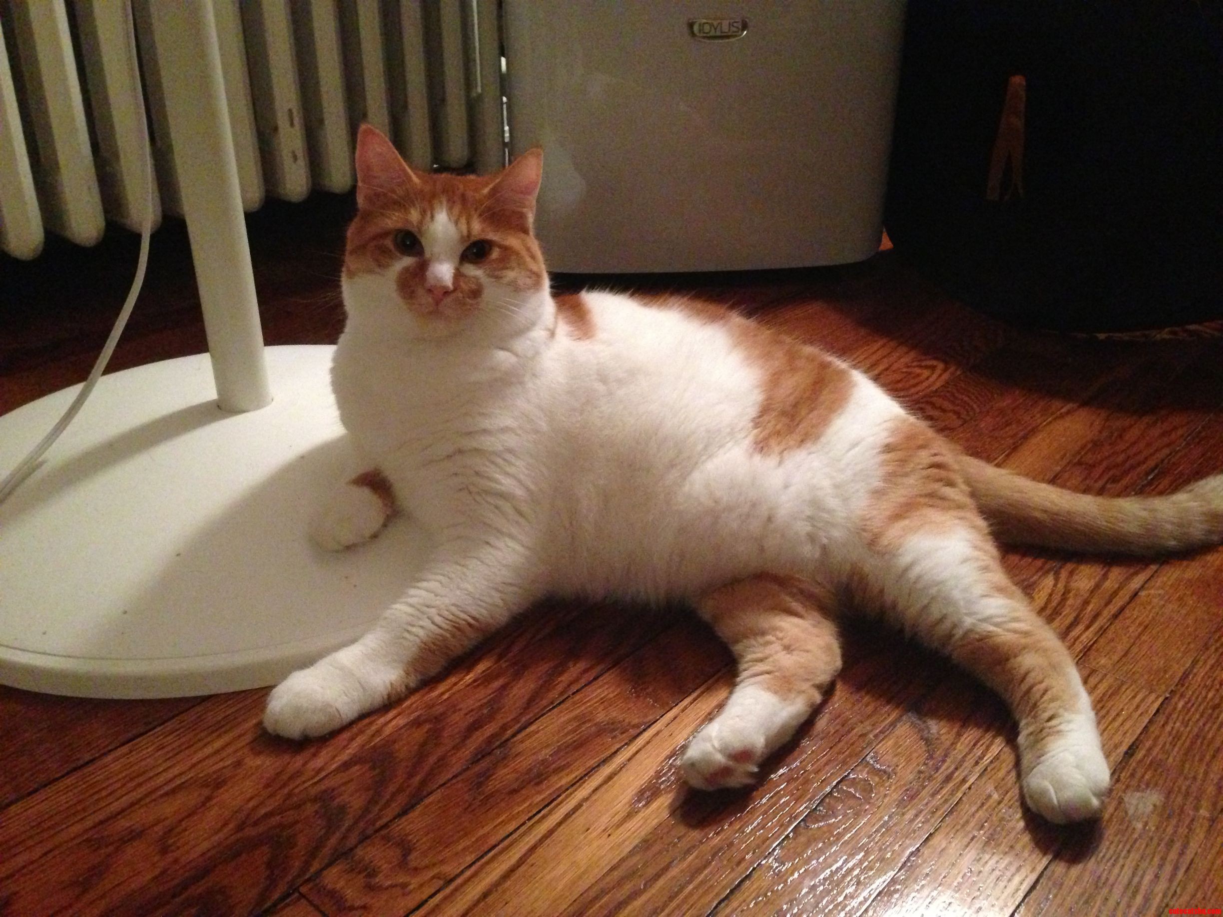 The Most Interesting Cat in the World