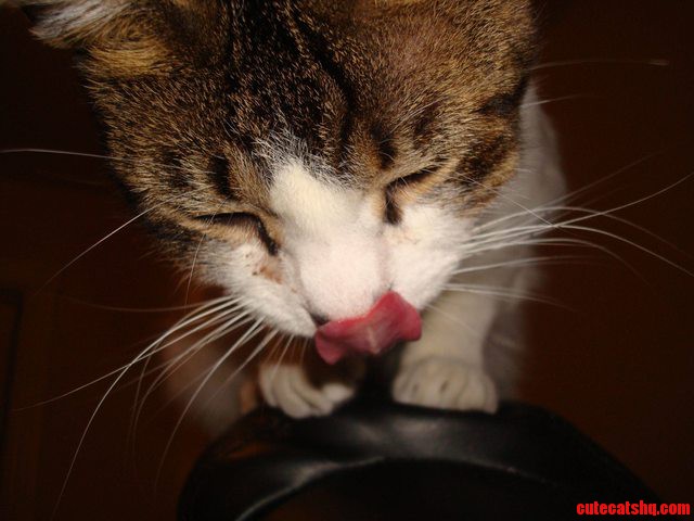Theo Mid-lick