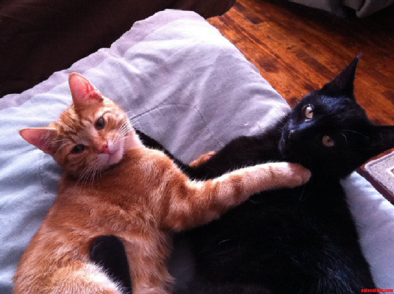 There Seems to an Awful Lot of Black and Orange