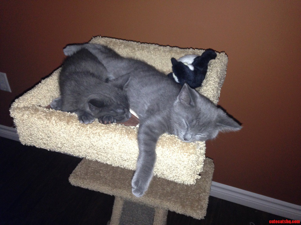 These Guys Have Yet to Sleep Apart from the Day We Got Them
