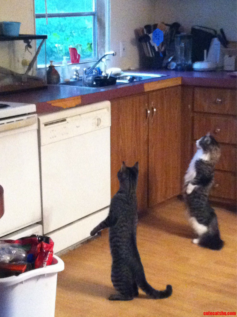 They Are Very Interested in the Tarantula.