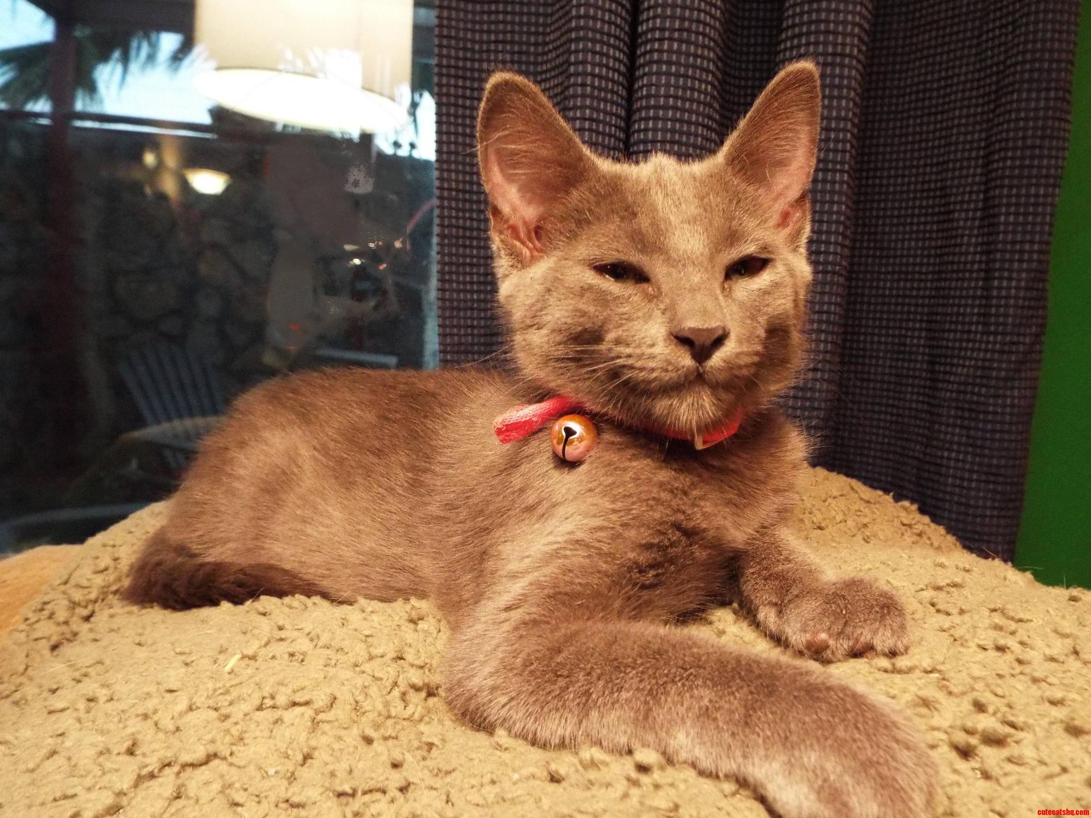 This Feral Little Guy Showed Up in Out Cat Enclosure