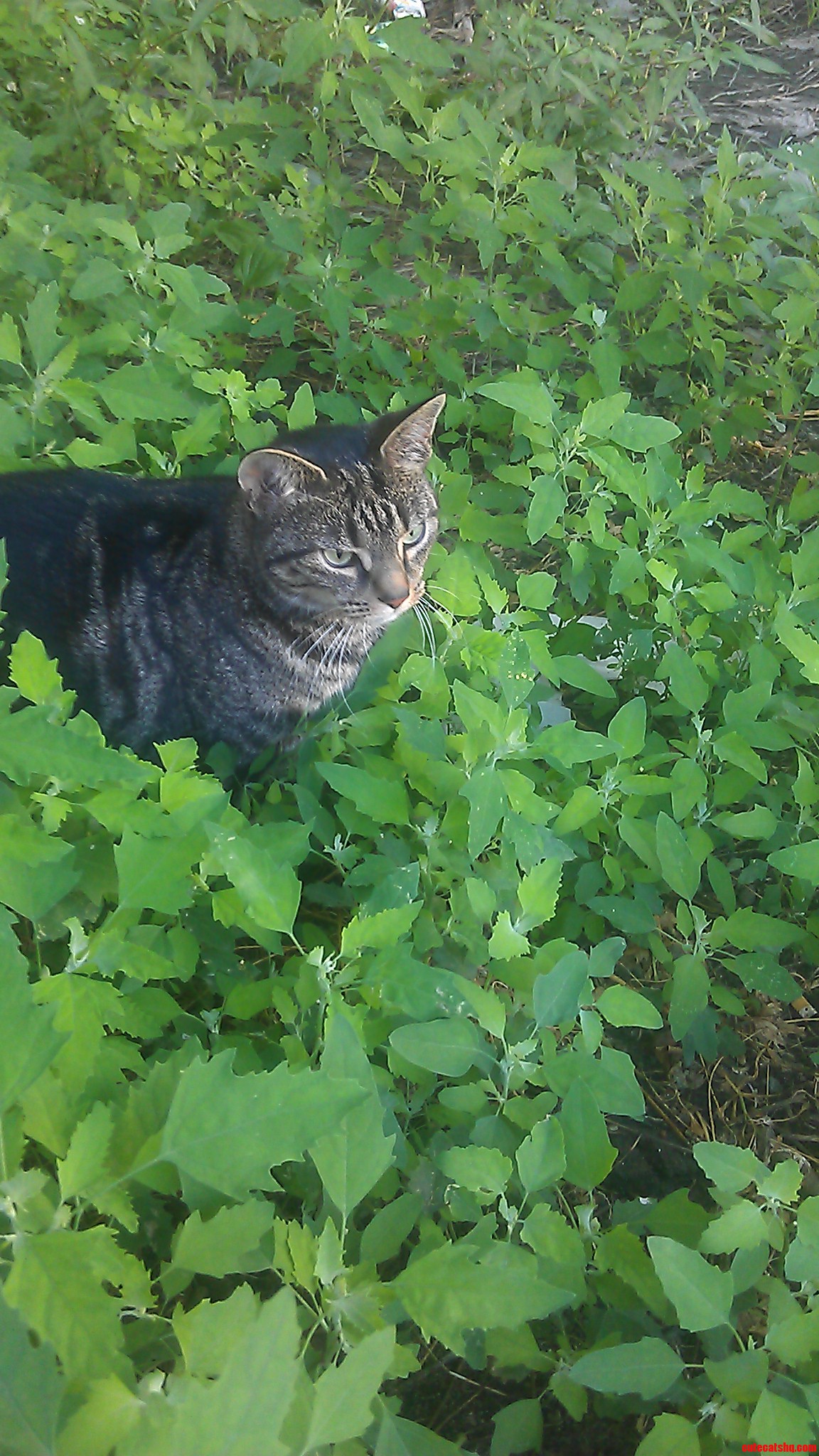This Guy Follows Me Everyday on My Walk for a Morning Coffee.