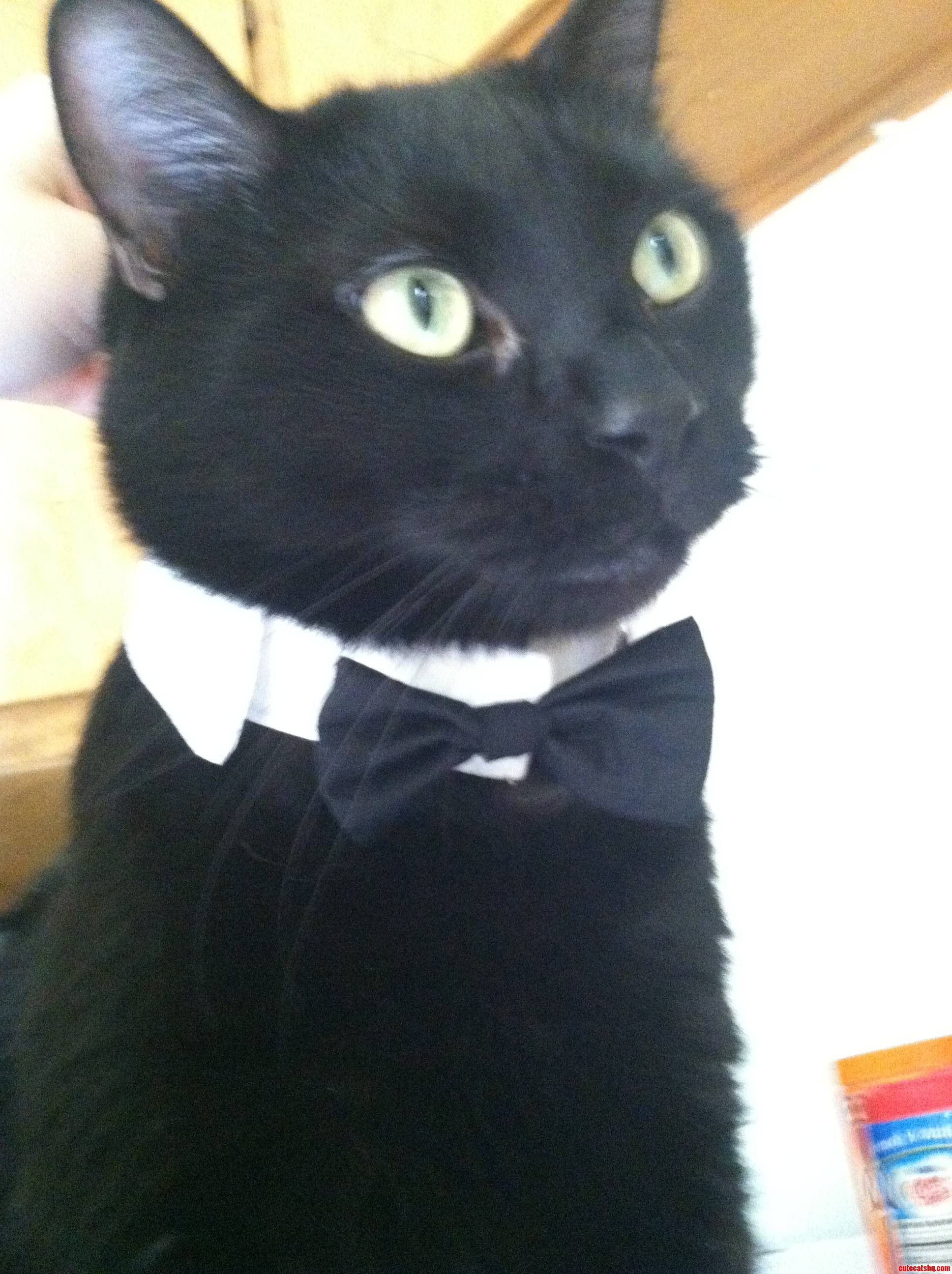 This Handsome Little Man's Name Is Anakin.