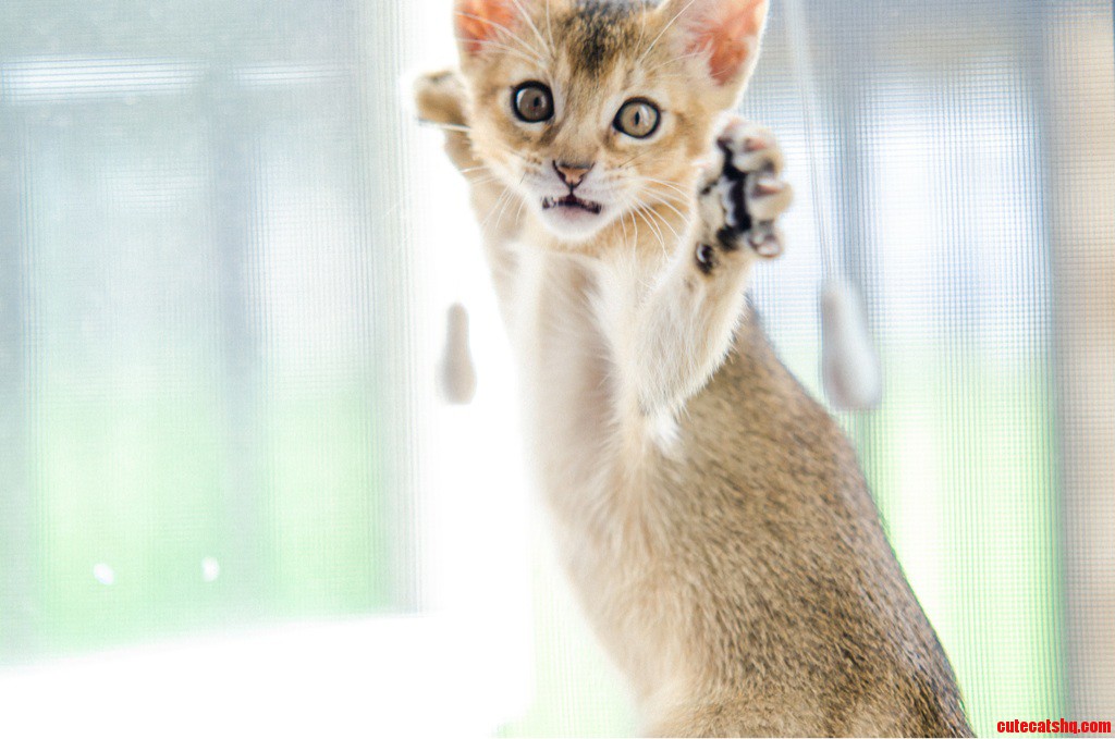 This Is Artemis. My Baby Abyssinian.