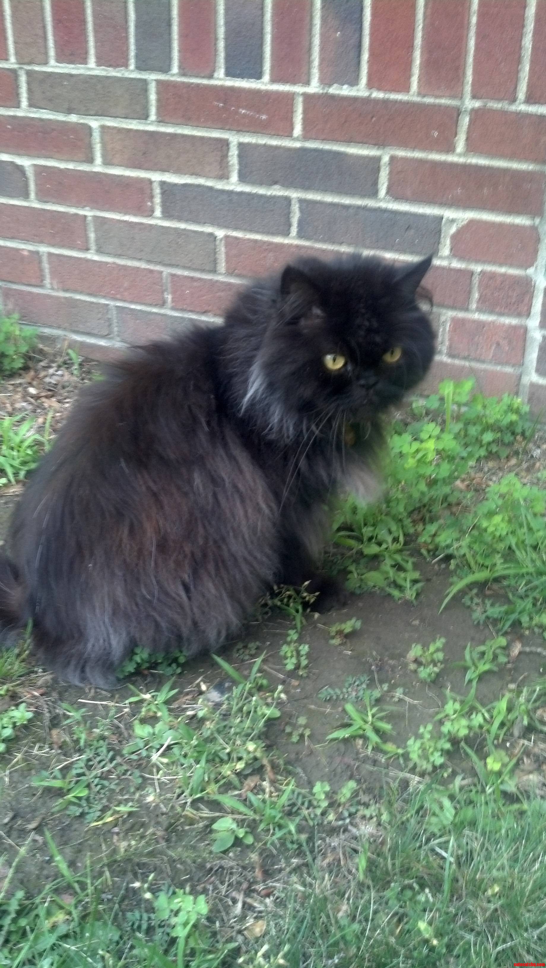 This Is Basil..