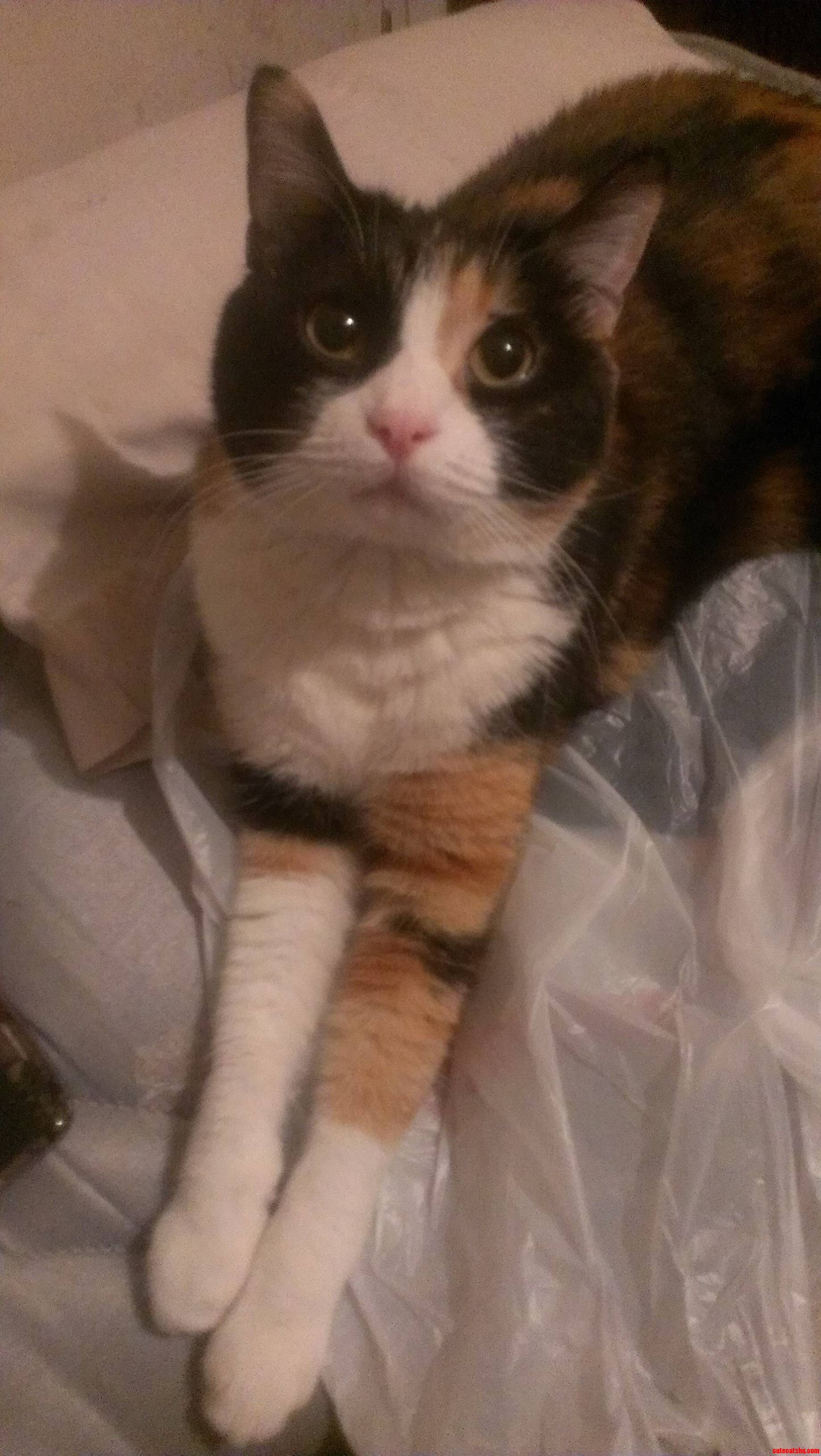 This Is Bella