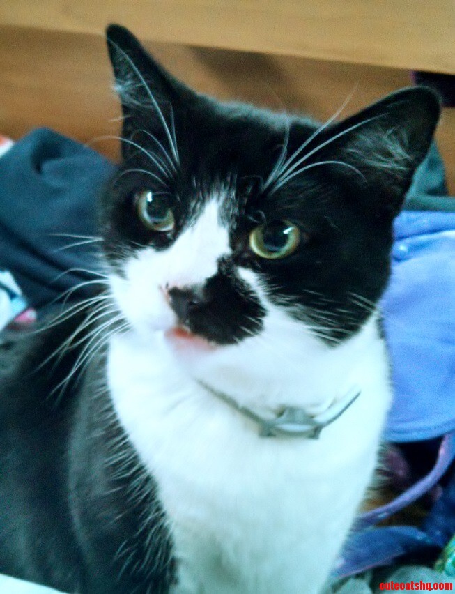 This Is Bella  My Almost-kitler