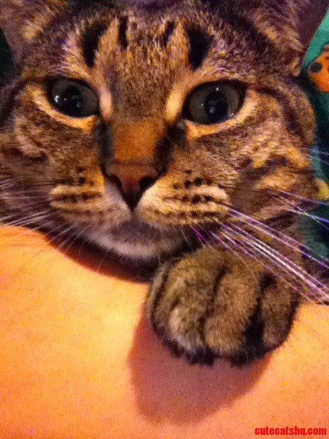 This Is Gus. Short for Gustavo