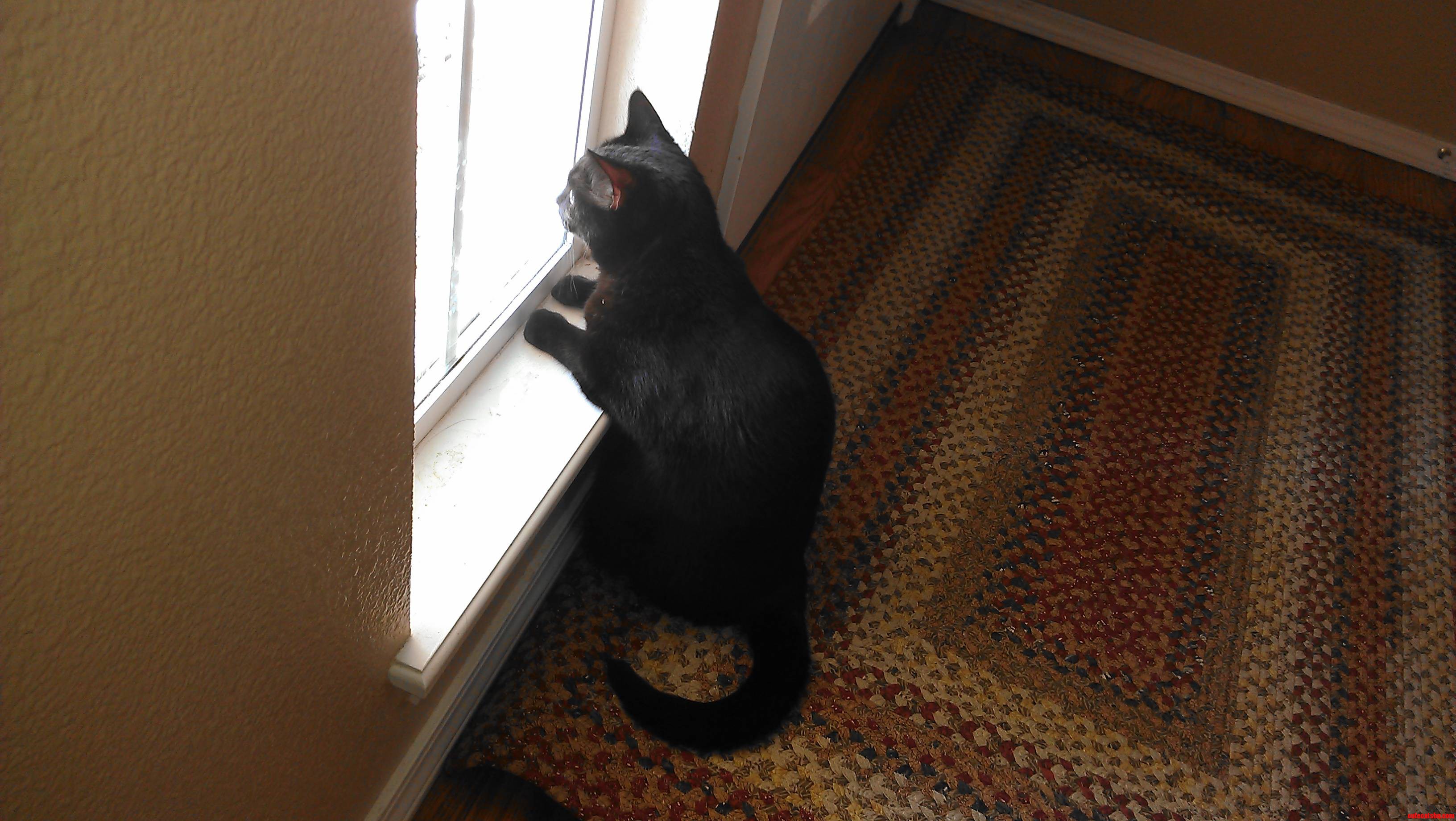 This Is How My Cat Watches the Other Neighborhood Cats.