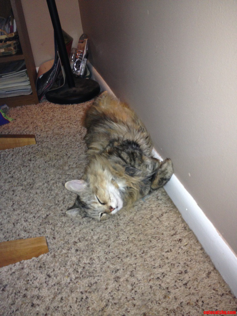 This Is How My Maine Coonbangel Sleeps When Its Hot.