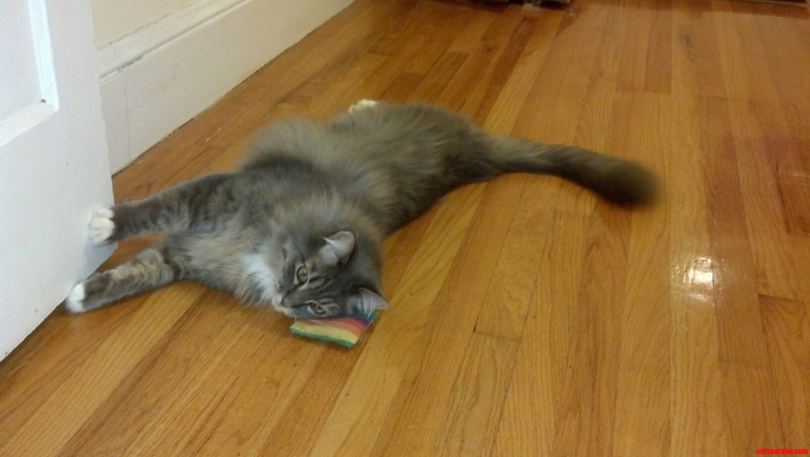This Is My 7 Year Old Maine Coon  Max  and His Fabulous Rainbow Pillow.
