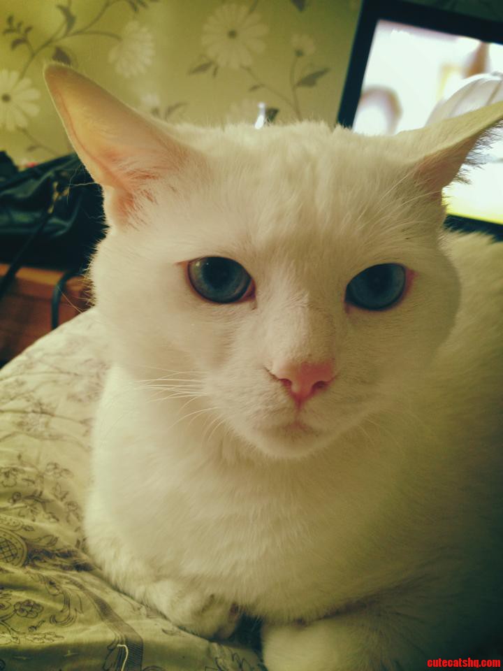 This Is My Cat M Ere. He Was Born Deaf So We Named Him Come Here or M Ere for Short.