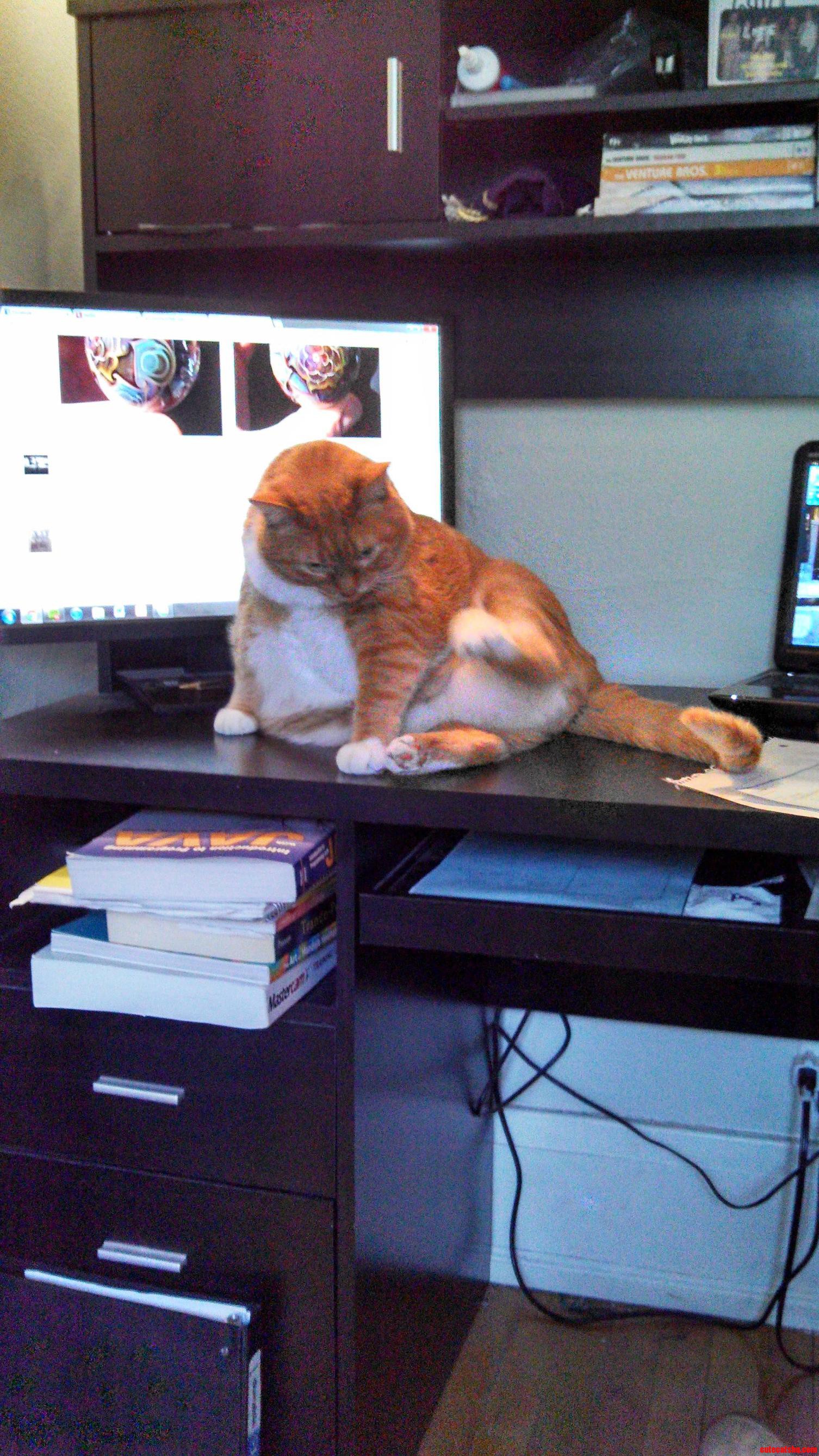 This Is My Fat Cat Tinker Bell