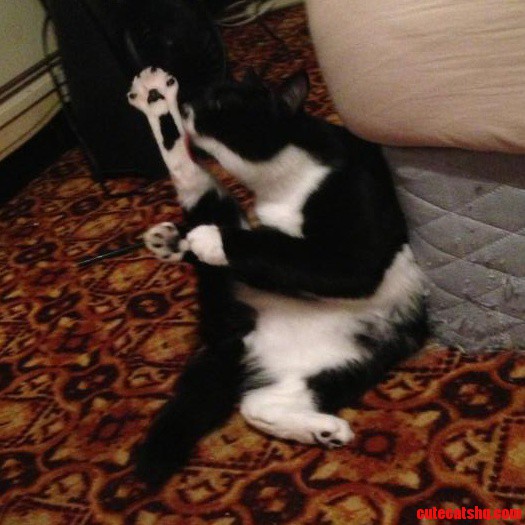 This Is My Friends Cat