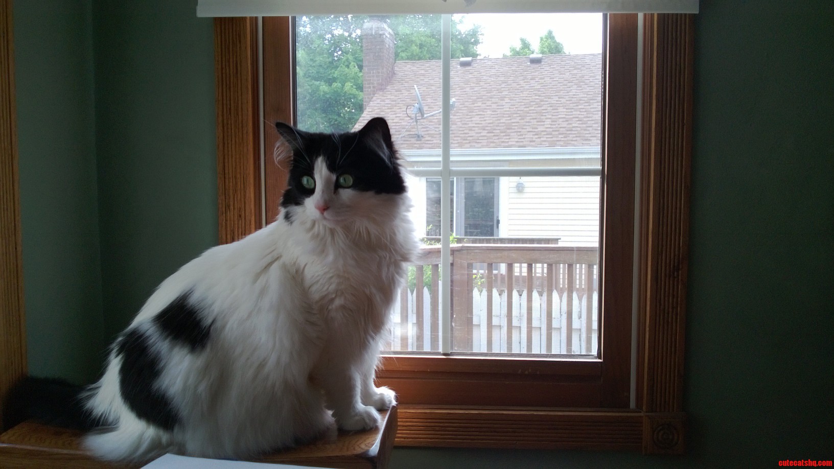 This Is My Girlfriends Cat Dolce Lynn. She Loves the Window.