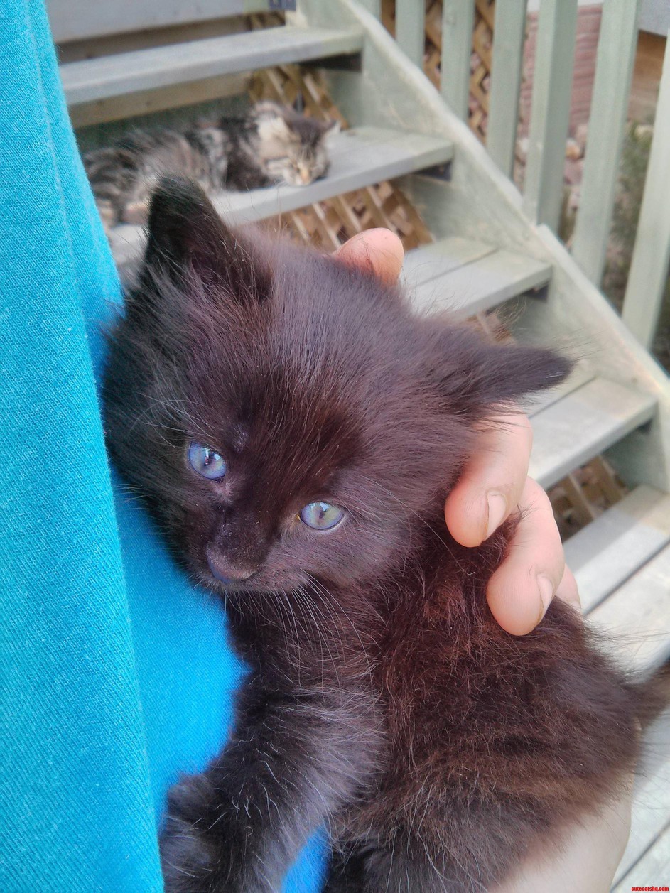 This Is My New Kitten. I Don't Know What to Name It Yet. Suggestions
