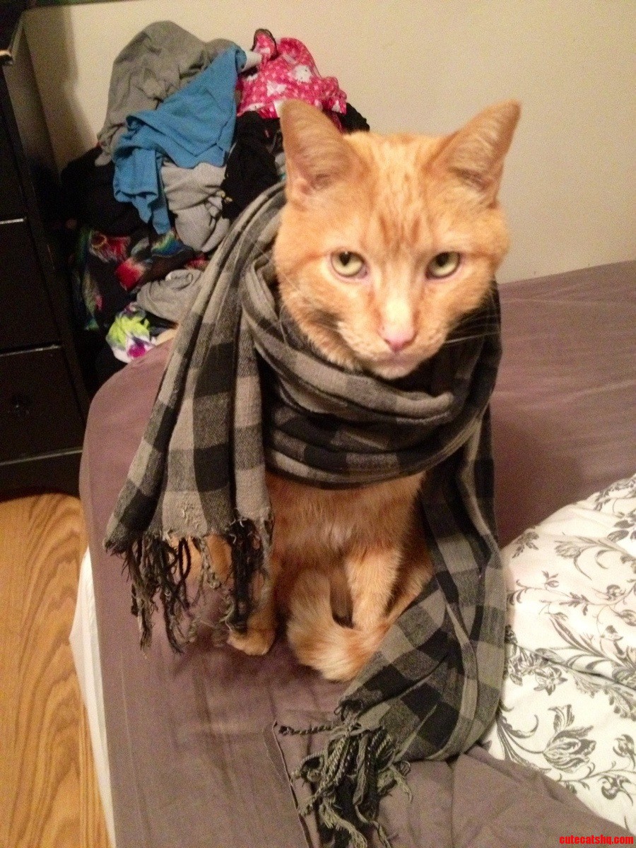 This Is My Sweet Baby Jake Trying to Stay Out of the Cold.
