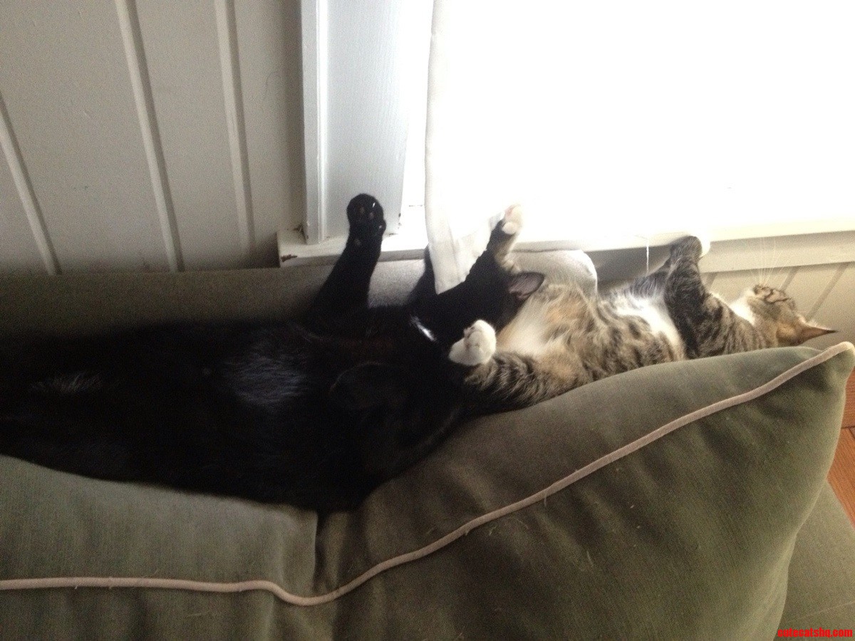 This Is Our 18lb Cat Using His Sister's Belly As a Pillow They Were Both Deeply Asleep