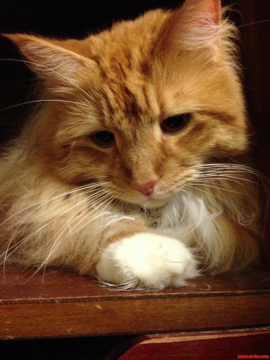 This Is Pickle.