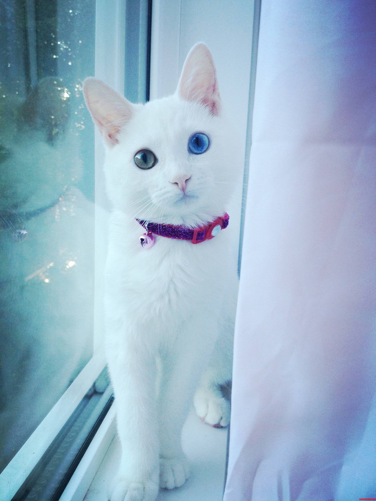 This Is Sparrow