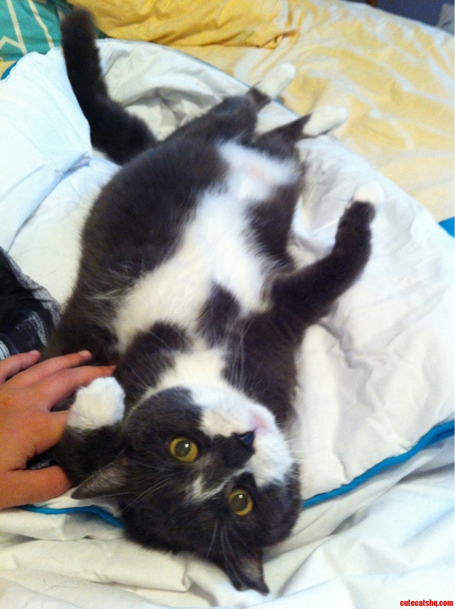 This Is Summer. Hes Sassy and Loves a Belly Rub.