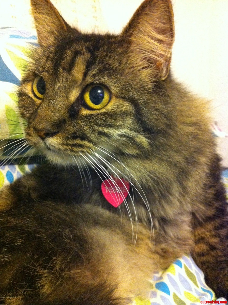 This Is Tessie