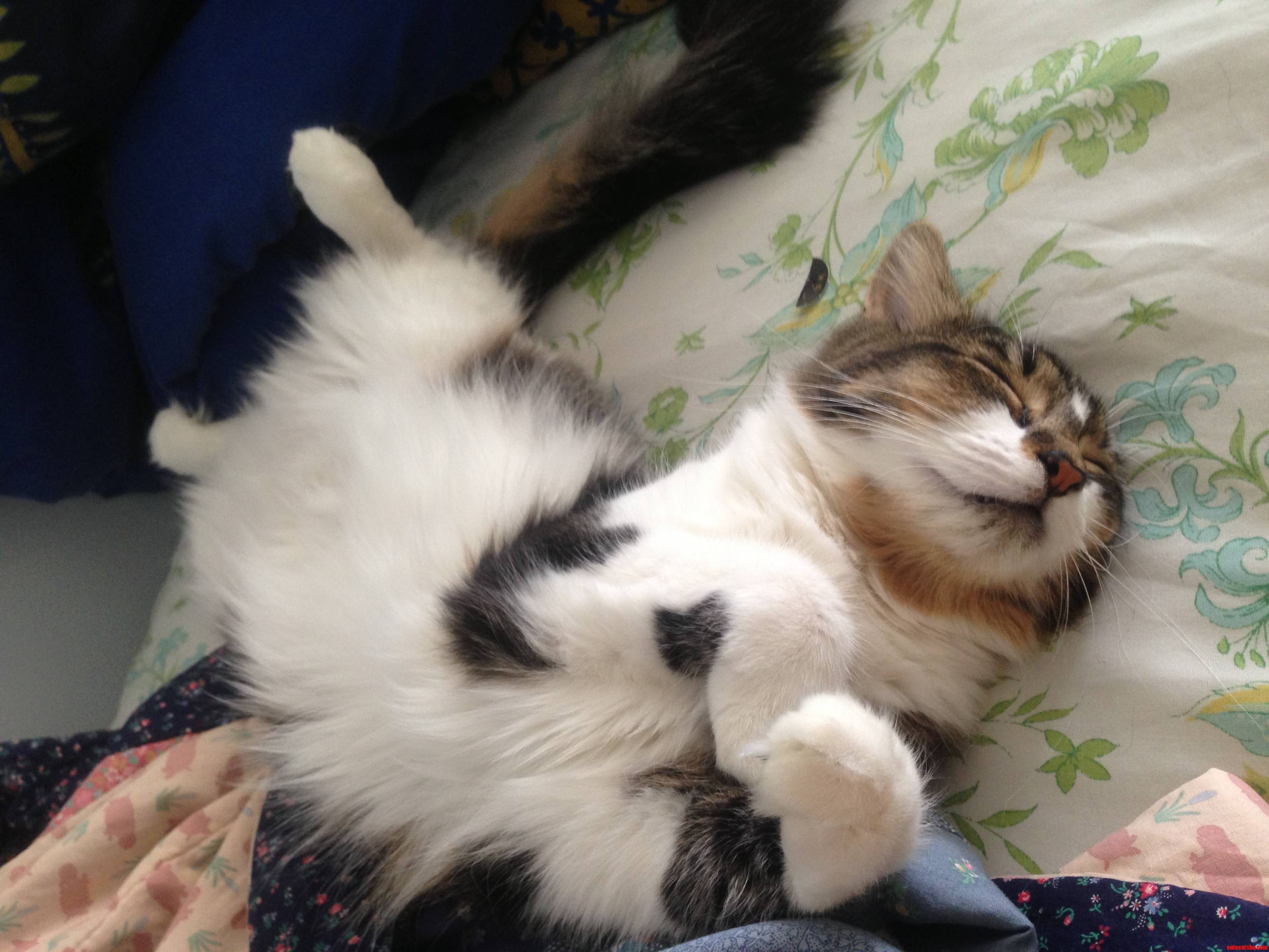 This Is Thunderpaws  My Cat.