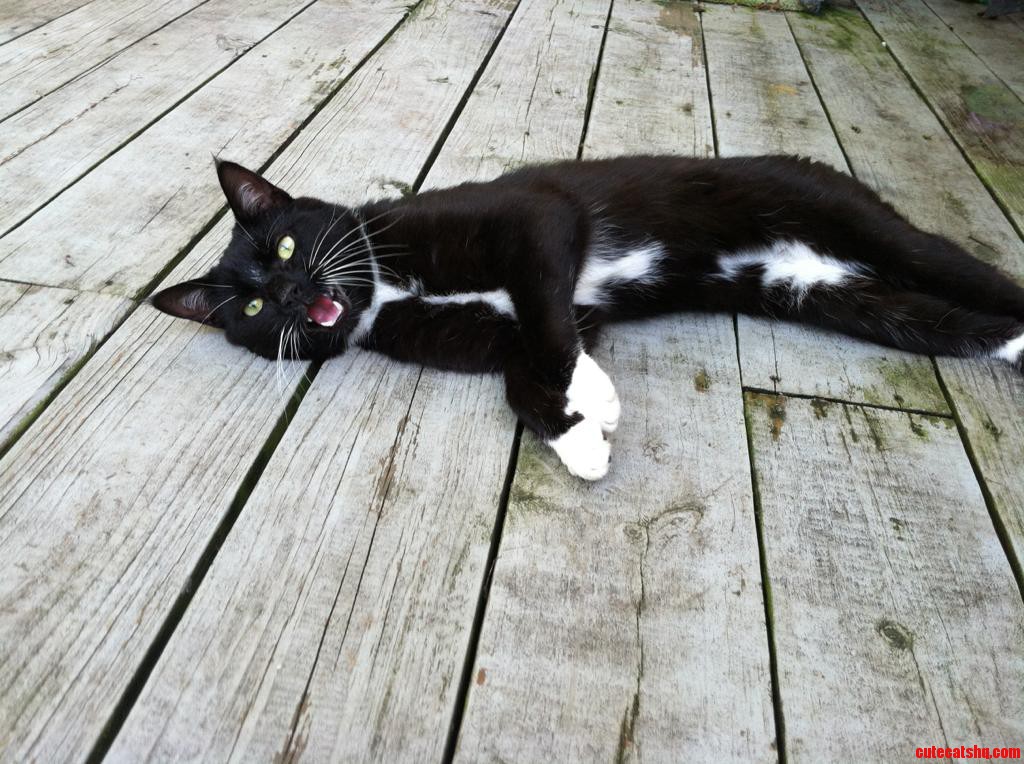 This Is Tom