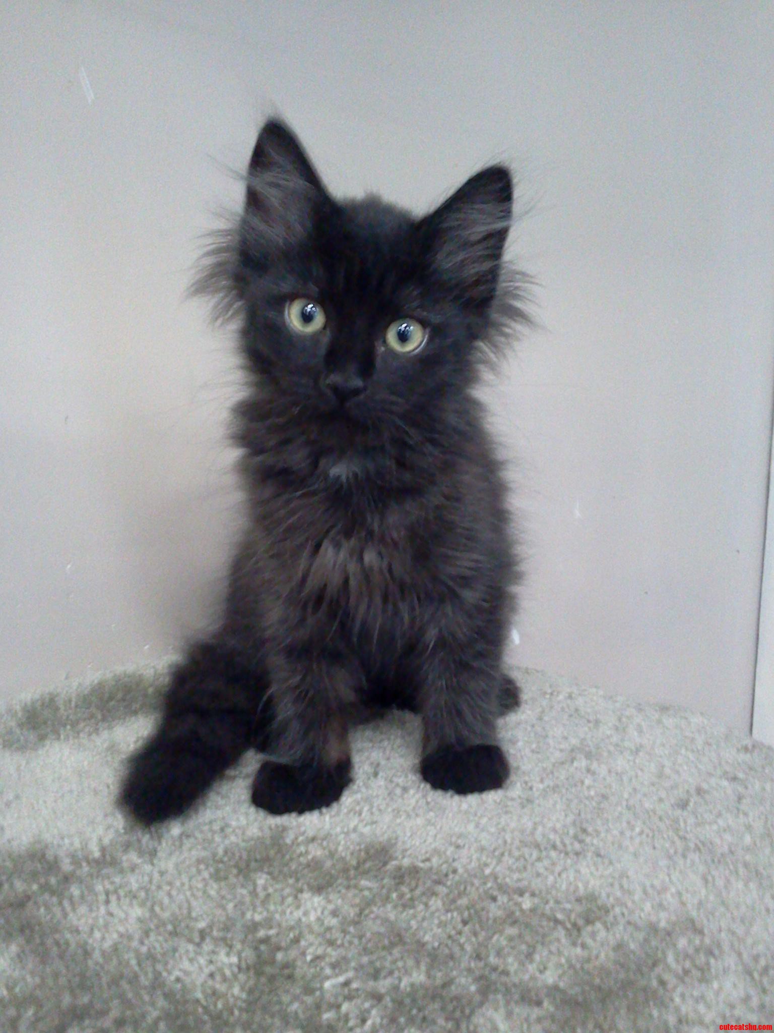 This Kitten..