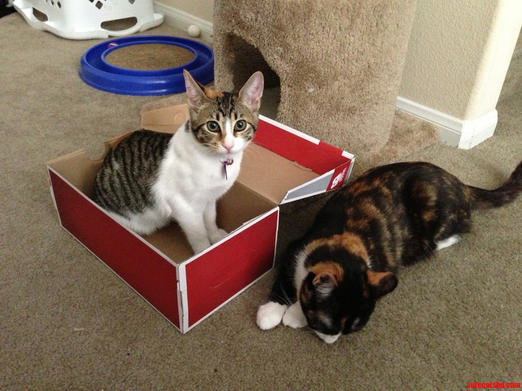 Tink S Sad Because She Didn T Get to Use the Box First