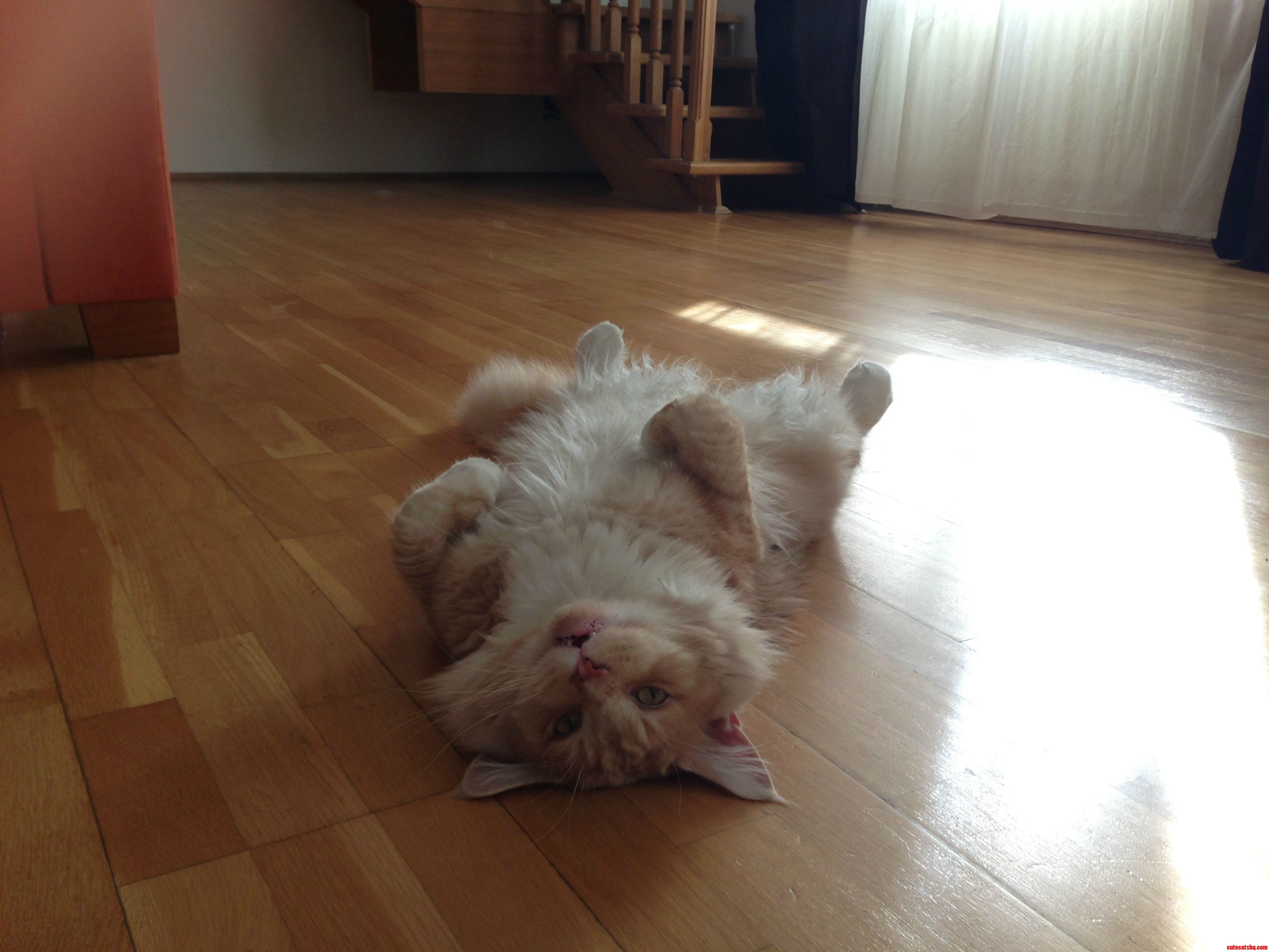 Today Was Really Hot and This Is How My Maine Coon Was Sleeping for the Whole Day
