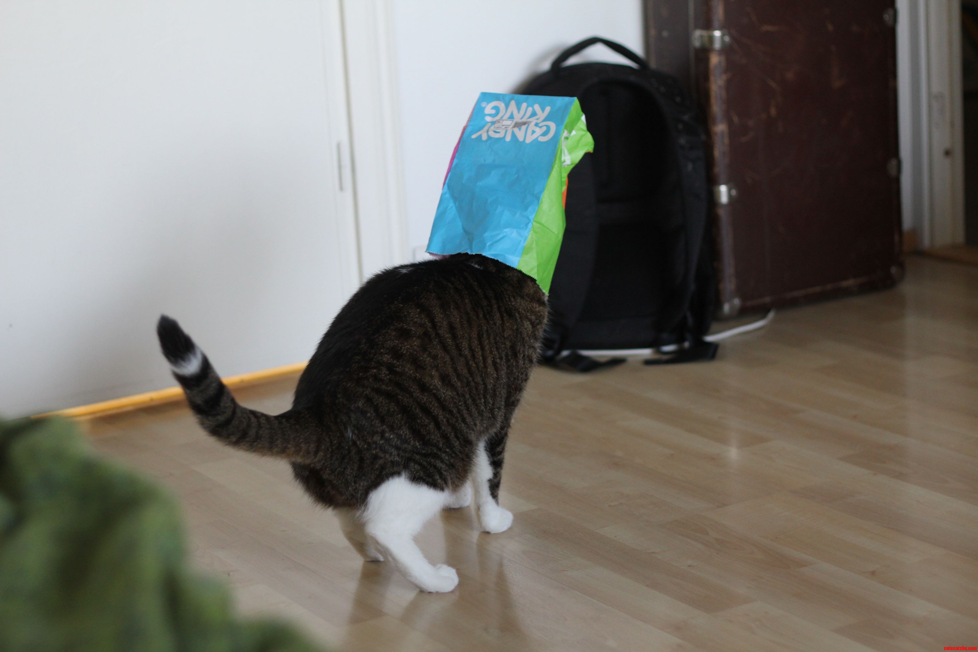 Too Curious for His Own Good.
