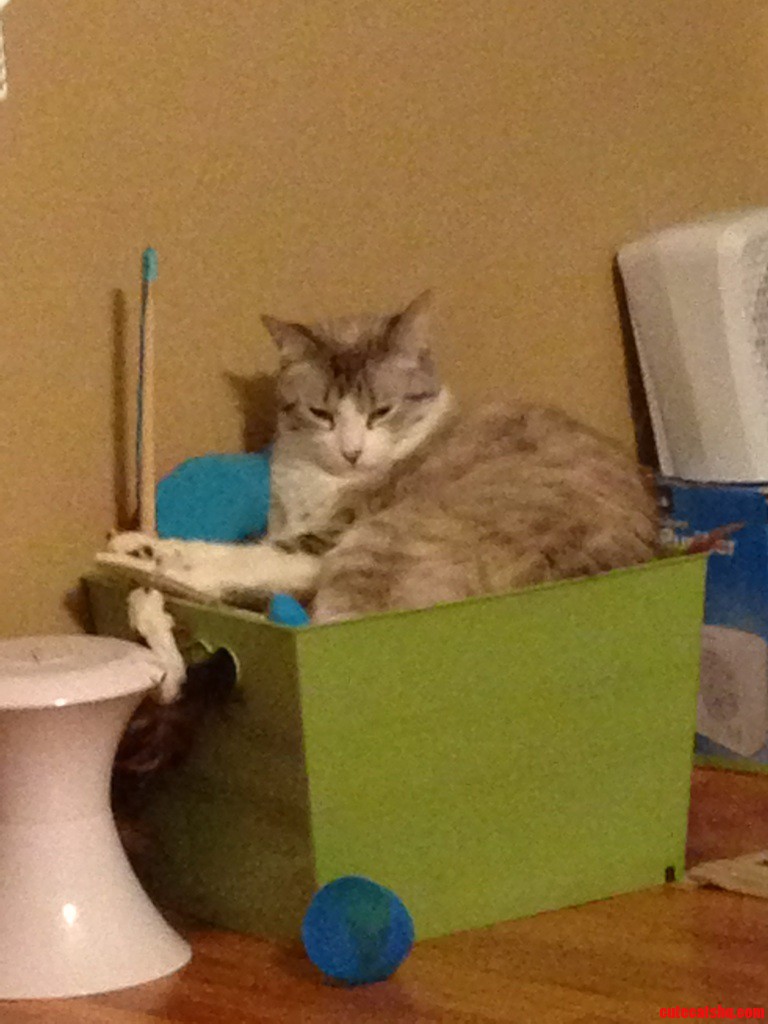 Too Much Play-time  Fell Asleep in His Toy Box