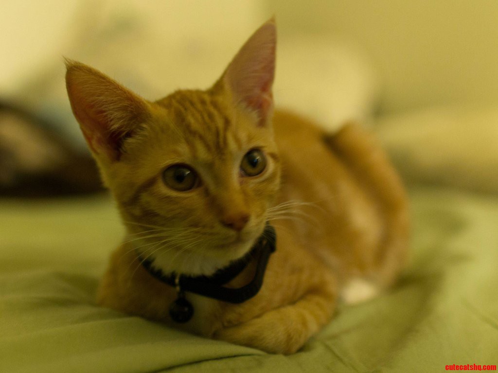 Took Home My New Cat from the Shelter Today. Meet Kiwi