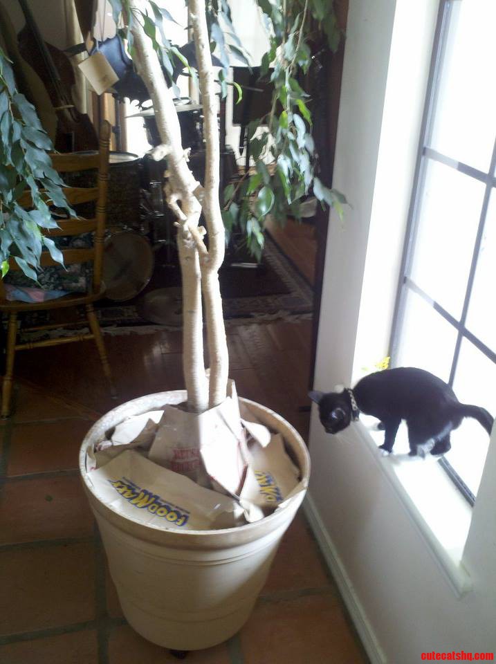 Trying to Break a Bad Litter Box Habit. She Isn't Taking It Very Well.