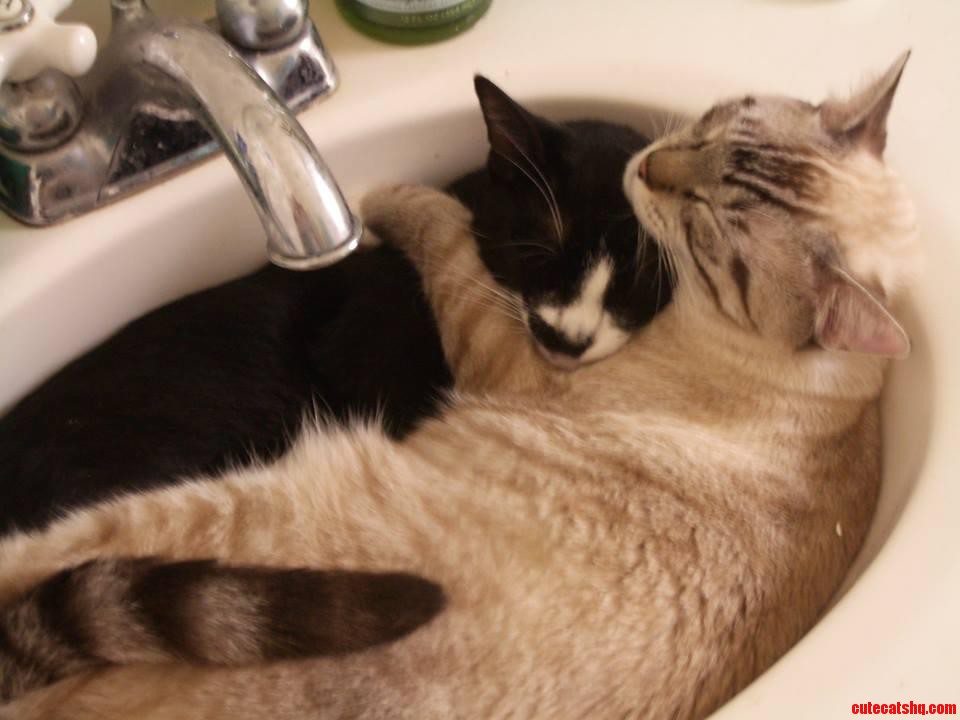 Two of My Cats Cuddling in the Sink