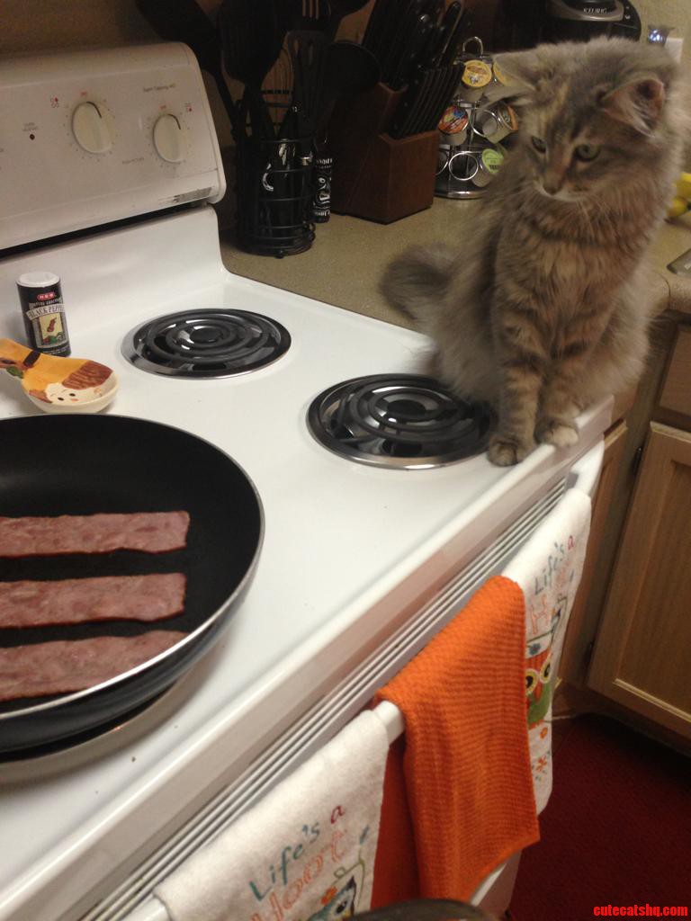 Waiting for Her Piece of Bacon