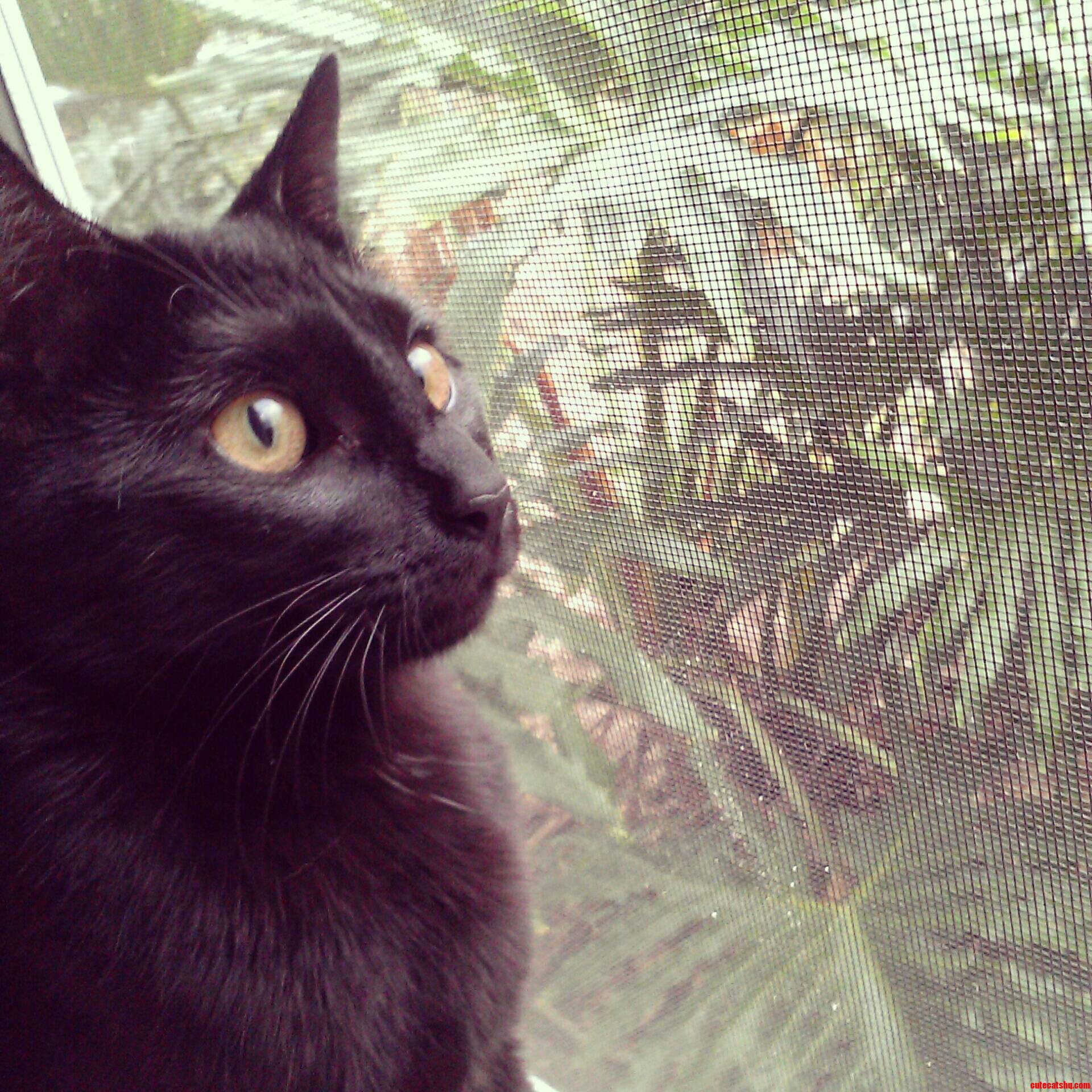 Watching the Lizards Outside