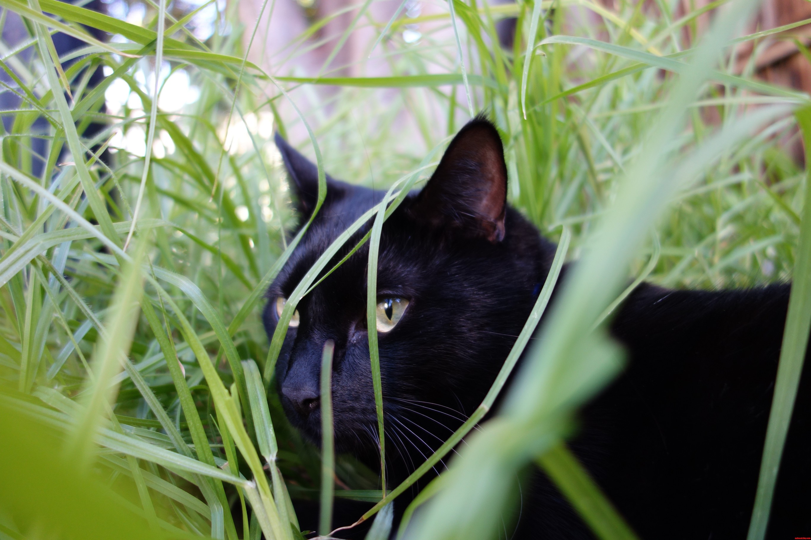 We Desperately Need to Mow Our Lawn... but Our Cats Prefer It Long