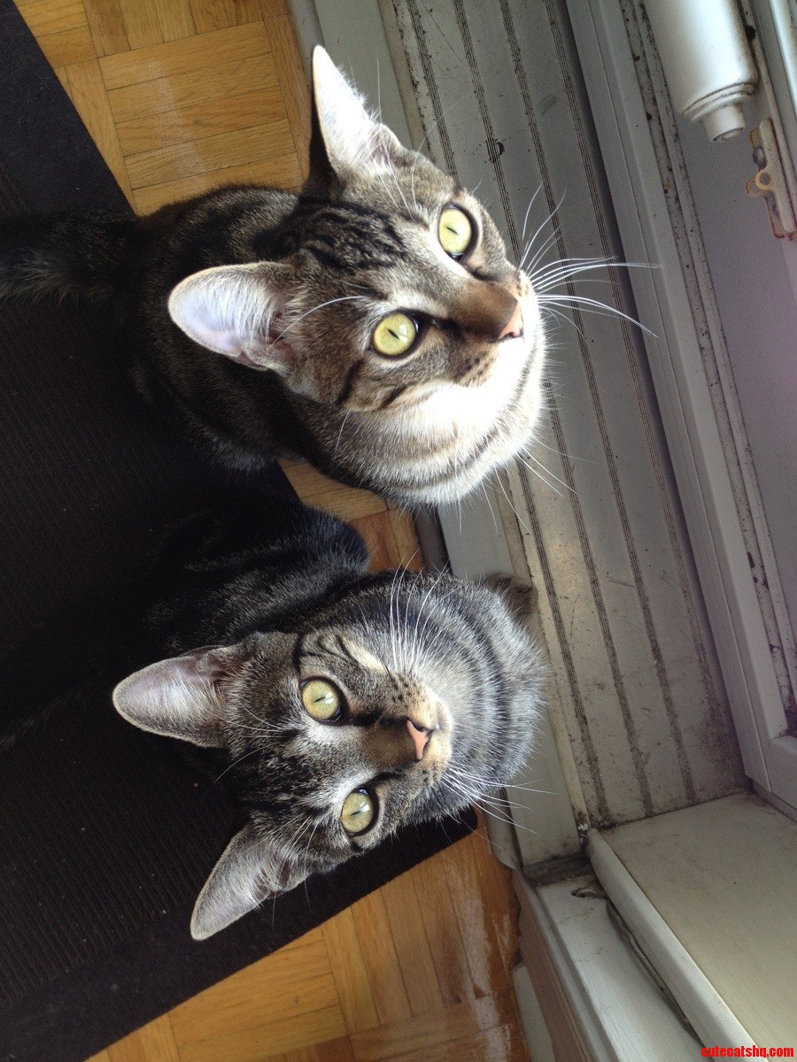 We Would Like to Go Outside Now  the Fly Is Getting Away
