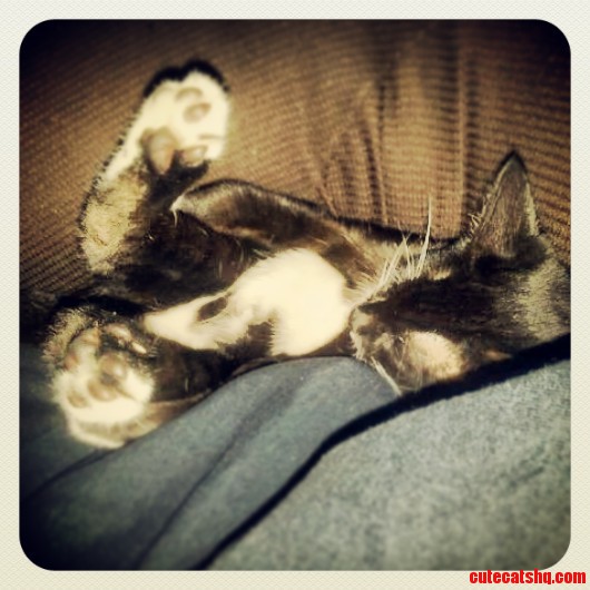 Wedged Between the Couch Sleeping..