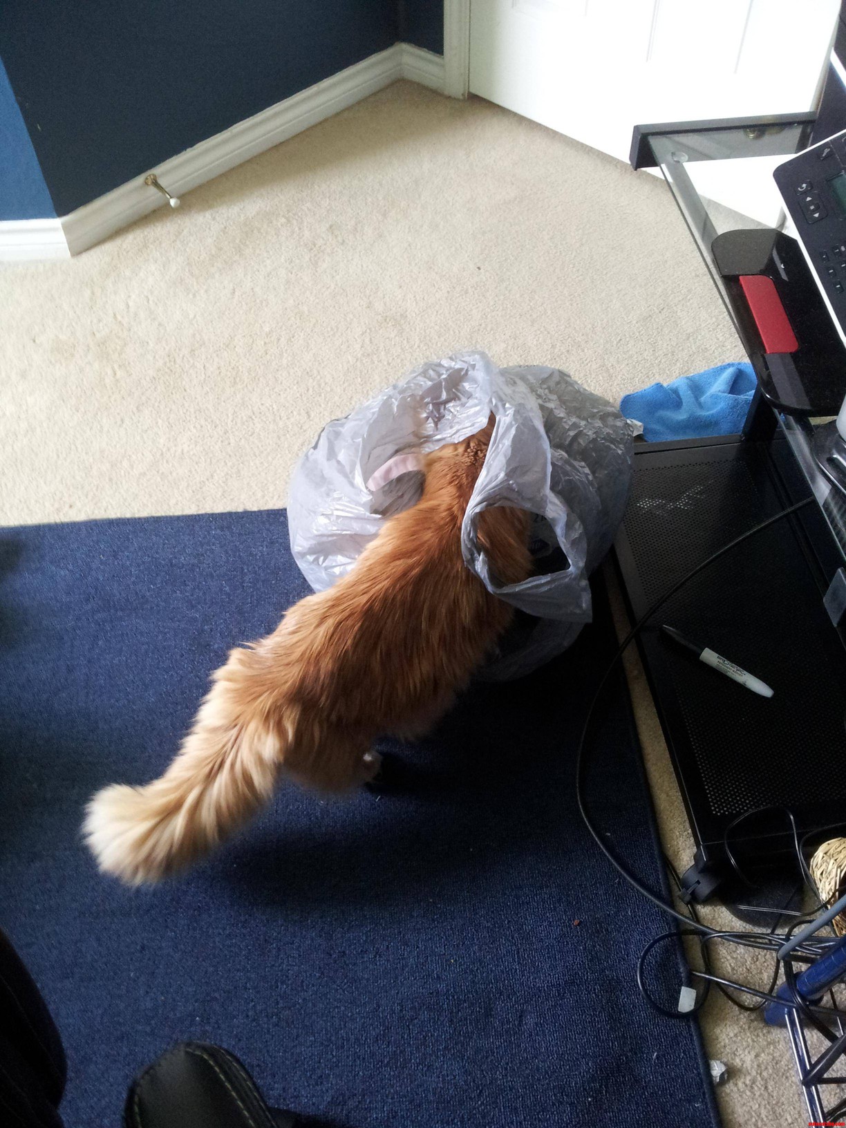 What Could Be in Here